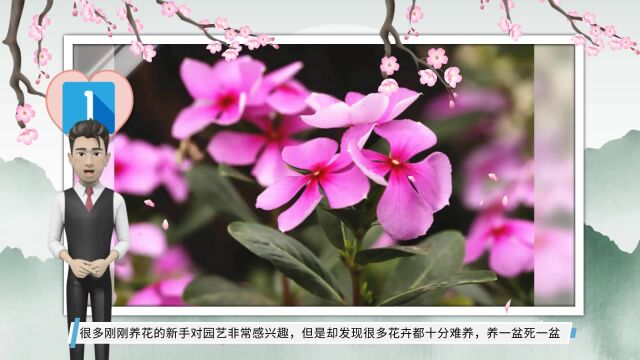 5种“不死花”,不怕风吹日晒,不惧干旱贫瘠,随便养都能开爆花