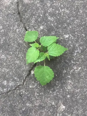 一顆生長在水泥縫中孤獨的小草,出身卑微,一生傲骨,無人角落,雖然渺小