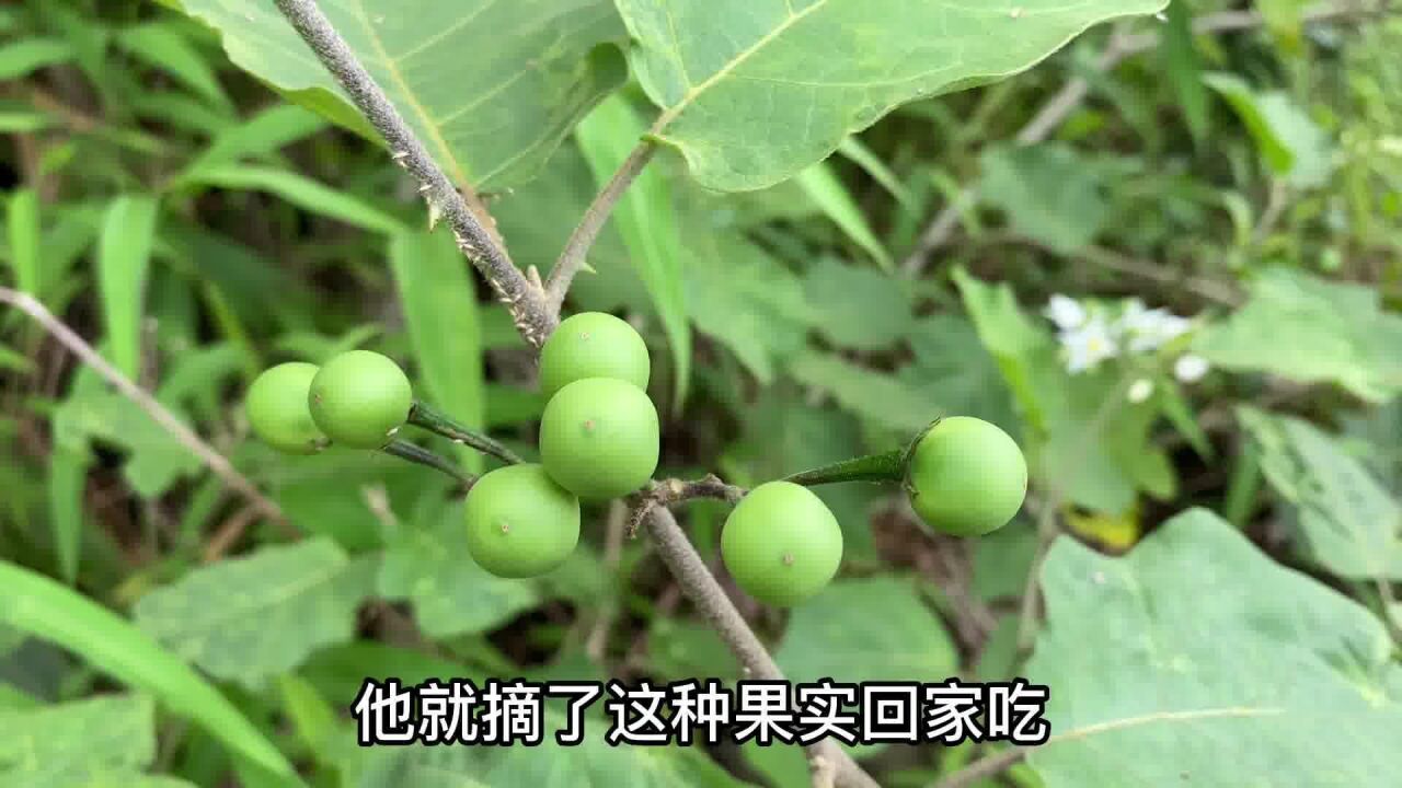 水茄 Solanum Torvum – Solanum Torvum – OJTFE