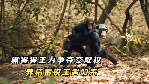黑猩猩王为争夺交配权，被群殴至重伤，养精蓄锐王者归来