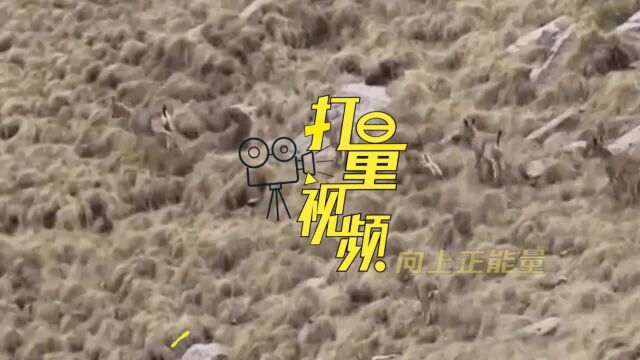 从“宝宝”练起!成群北山羊下山觅食,上演飞岩走壁绝技