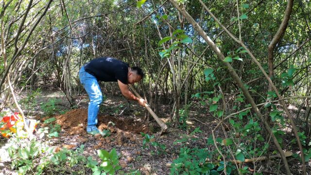 山上挖山货,煲汤最佳的原材料野生土茯苓