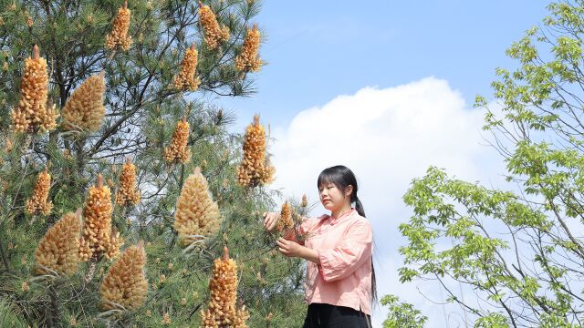 长在松树上的神奇粉末,可以做成美味的甜品