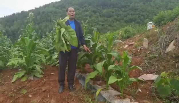 烤烟生产大田后期管理操作技术