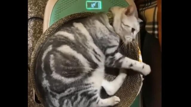 可爱的小猫猫