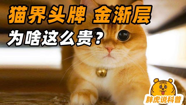 金渐层凭什么稳坐猫界头牌,花费几万买它值得吗?