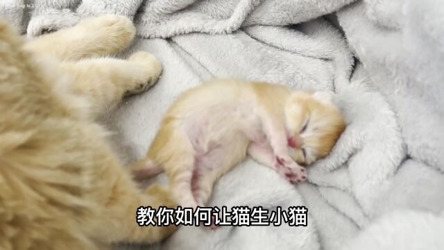 怎么让猫生小猫,攻略来了