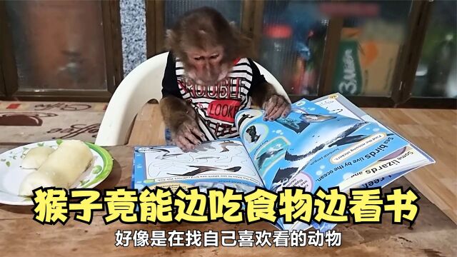 这只猴子偷学了人类的本领 竟然会边吃东西边看书 太神奇了