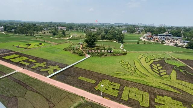 看重庆大足如何用“水稻画” 做好农旅融合大文章