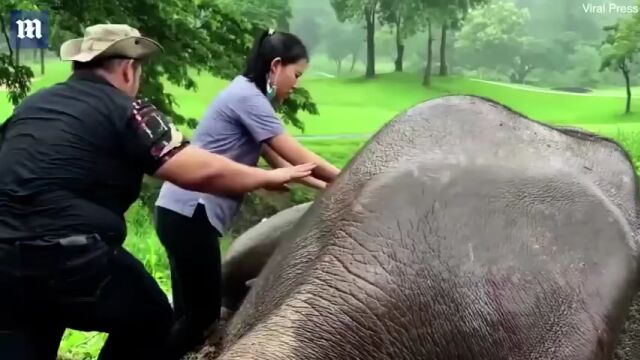 (视频)泰国大象成精了! 不仅爱吃醋还会求助,人类紧急救援!