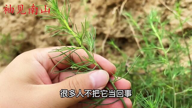 猪毛菜就是“野茴香”,好多人没吃过,快来认识了解下