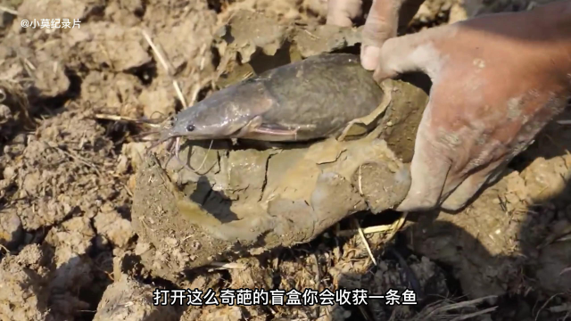 非洲肺鱼藏在泥土里不吃不喝等待雨季的到来