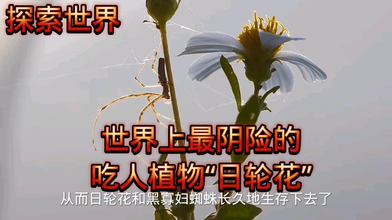 日轮花 西番莲 搜狗百科