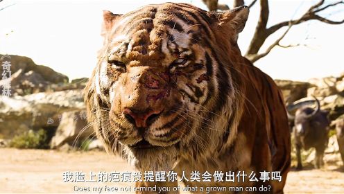 四个国家的老虎，韩国老虎一声虎啸，动作迅猛干掉了一个团队