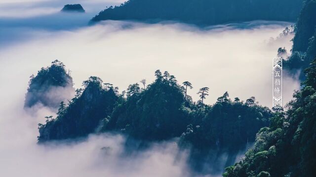 暑假去哪儿|莽山欢迎您