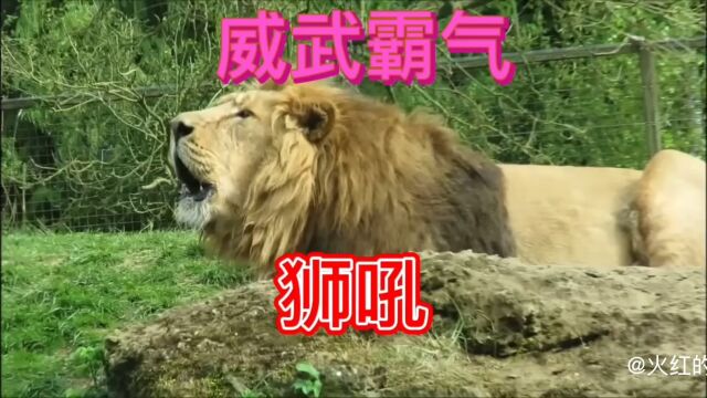 河东狮吼