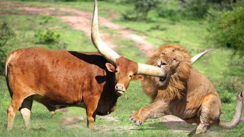 狮子被其他动物惨死的瞬间汇编，狮子VS水牛，角马，长颈鹿！