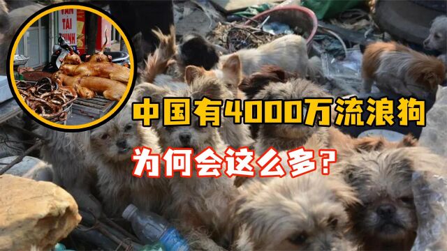 中国有4000万只流浪狗,为何这么多?它们会面临怎样的结局?