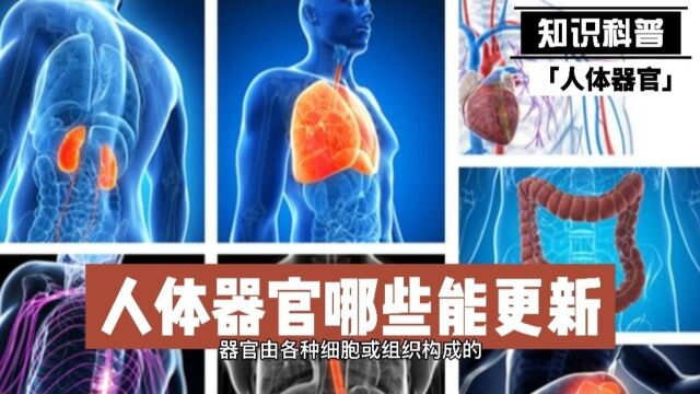 人体器官哪些能更新吗?多久才更新一次