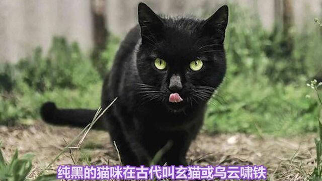 你知道猫猫在古代的名字有多高级吗,看完快给你的猫也取一个有文化的名字吧