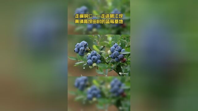 走遍铜仁——走进碧江坝黄镇高坝田村的蓝莓基地