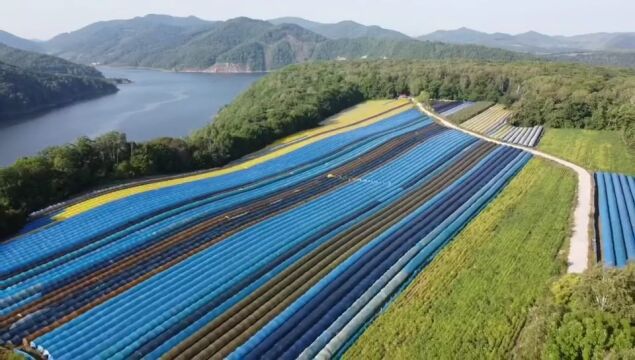 甘香鲜美、参味十足的长白山人参抢鲜上市啦,大补元气、滋养身心,一参足以~