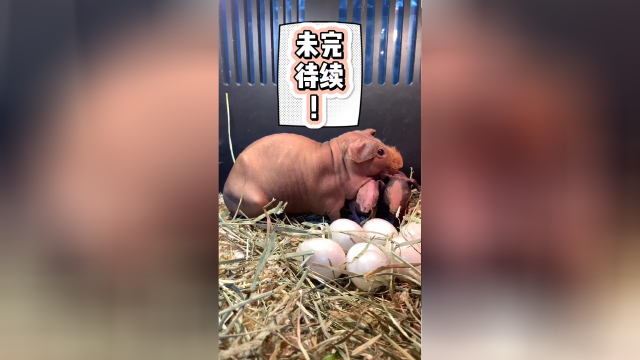 花了三千又买了一头快要生宝宝的小河马,期待她下一个宝宝诞生