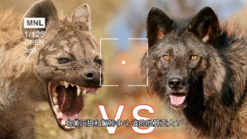 如果非洲鬣狗和北美灰狼狭路相逢肉搏，谁的胜率大些？为什么？