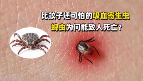 
比蚊子还可怕的吸血寄生虫—蜱虫，小小的蜱虫，为何能致人死亡？