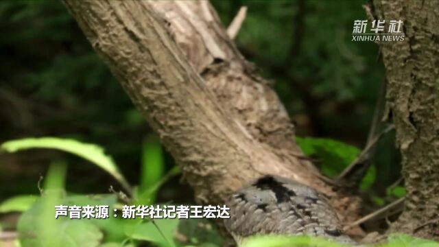 爱吃蚂蚁的“啄木鸟”蚁䴕现身北京