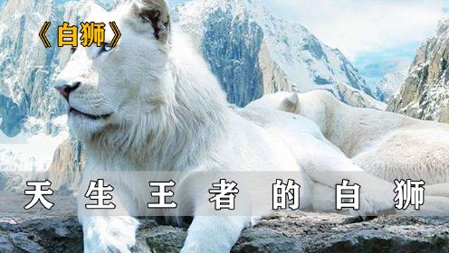 白色狮子因与众不同，而被狮群排挤