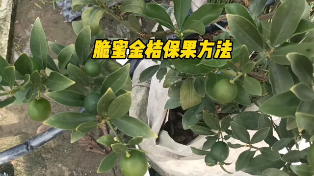 脆蜜金桔保果方法