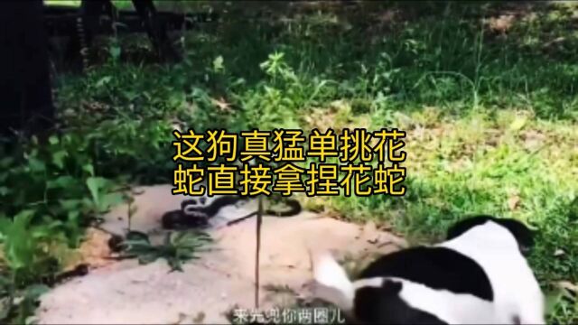 这狗真猛单挑花蛇直接拿捏花蛇