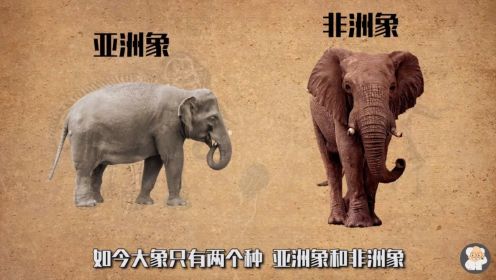 大象的起源和进化，猛犸象公元前2000年才灭绝，期待有一天能复活