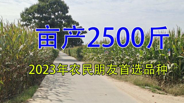 2023年首选这3个玉米高产新品种,亩产达2500斤,请提前收藏