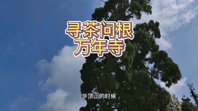 万年山万年寺,这里也是茶道源头,高山茶园,老何走名山品好茶