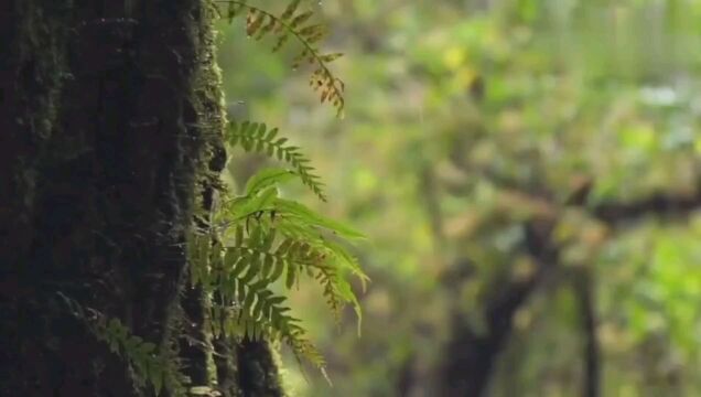 素食主义者最理想的食材——蘑菇.吃野生菌首选武陵山珍