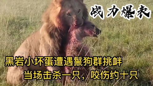 最新一期狮王杀鬣狗：黑岩男孩小坏蛋当场击杀一只，咬伤约十只，