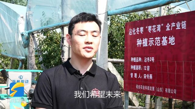 滨州沾化冬枣全产业链托管模式 助力枣农提质增收