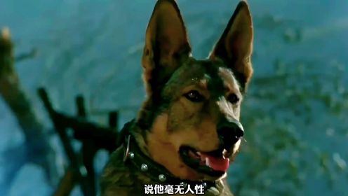 导演为了影片的真实性，炸死了一只立有战功的军犬

