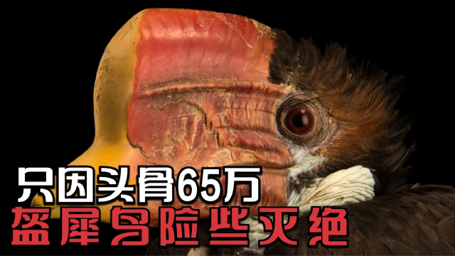 只因头骨价值65万,盔犀鸟如今已经濒临灭绝,为何这头骨这么值钱