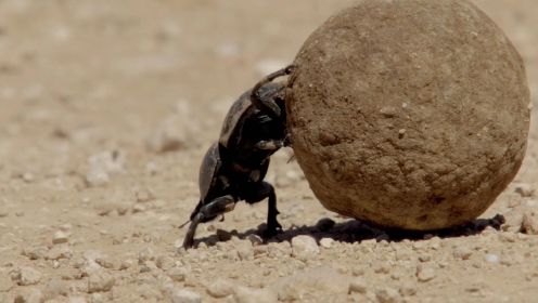 阿多国家公园里的蜣螂如何随机应变？坚毅且聪明的清道夫！