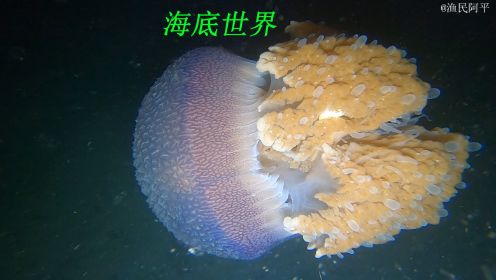 海底世界中稀奇古怪的东西真多，有神奇的水母还有好多漂亮的海鲜
