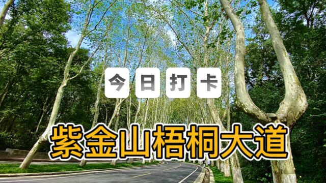 紫金山最美梧桐大道