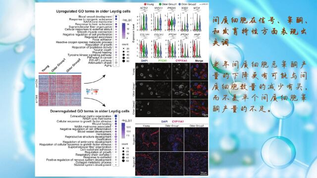 如果仅用scRNA数据发表10+文章?