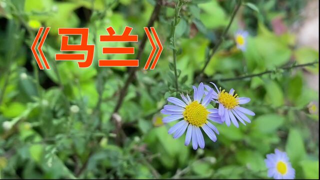 马兰又叫“路边菊”,是可以食用又可以药用的神奇植物