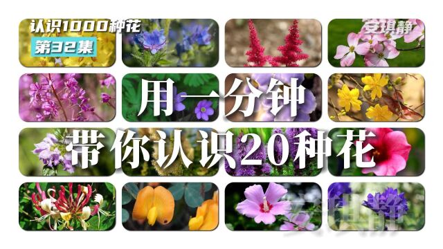 认识1000种花第32集|带你认识20花,这些花你都认识吗?毛蕊花、蓝蓟、落新妇、钝叶鸡蛋花、大花四照花、柳兰、鹅掌草、山牵牛、聚花风铃草、块根糙...