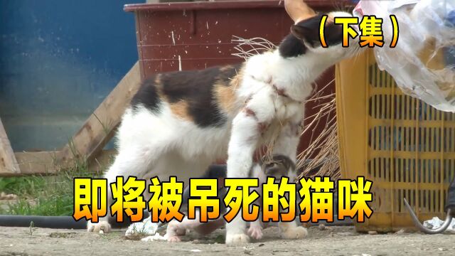 即将被吊死的猫咪,猫妈却对它无动于衷,不管不顾任由自生自灭