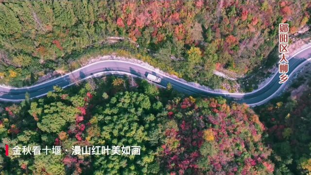 又到一年醉美时!湖北十堰这里漫山红叶美如画