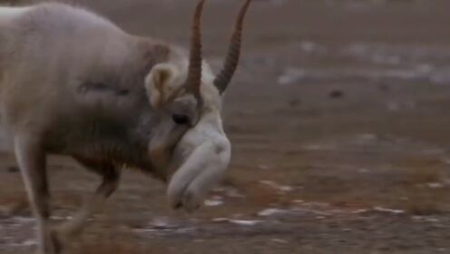 国内已灭绝的“象鼻羚羊”，1斤羊角能卖2千美金，药用价值极高